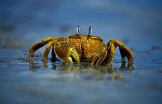 crab-beach