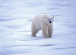 Prove Your Business Case: Selling Laptops to Polar Bears